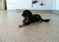 epoxy-100-system-puppy-on-garage-floor-sundek_317 (1)